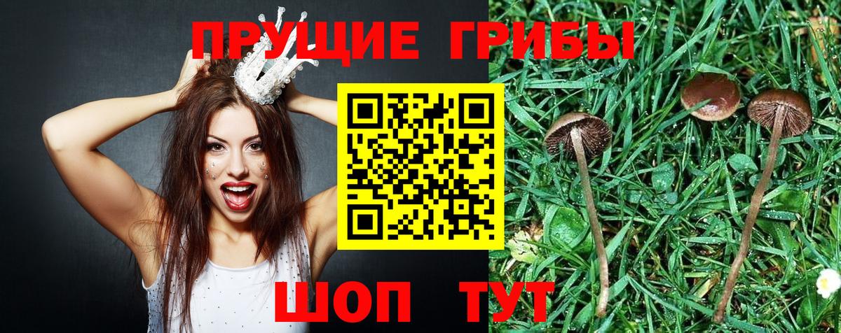 Галлюциногенные грибы прущие грибы  Вход с VPN  Серпухов 
